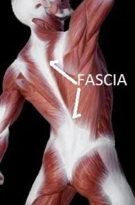 Body Fascia