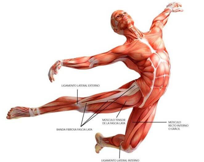 body fascia